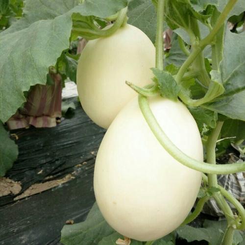 香瓜种植时，注意种植的密度和摘心方法，才能高产保质